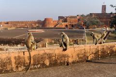 Northern plains gray langurs at Jaigarh Fort