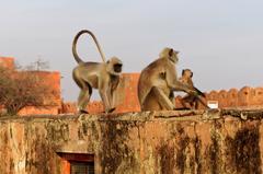 Northern plains gray langur sitting on a wall at Jaigarh Fort