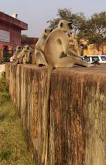 Northern plains gray langur at Jaigarh Fort