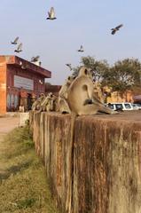 Northern plains gray langur at Jaigarh Fort