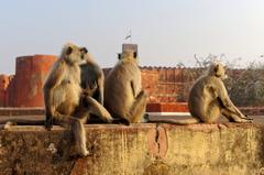 Northern plains gray langur at Jaigarh Fort