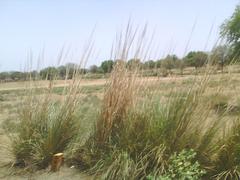 Oasis near railway tracks between Alwar and Jaipur