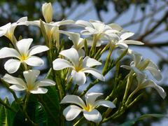 Plumeria obtusa flower