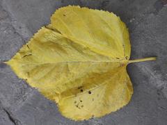 yellow mulberry leaf