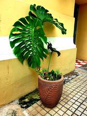 Ho Chi Minh City Museum of Fine Arts exterior view with tree and antique tree pot