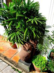 Ho Chi Minh City Museum of Fine Arts building with bonsai trees