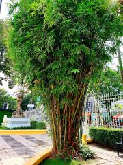 Ho Chi Minh City Museum of Fine Arts entrance with plant decorations and bamboo trees