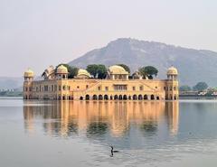 Duck swimming in front of Jal Mahal