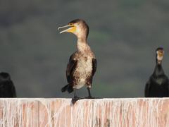 Great Cormorant at Jal Mahal in Jaipur, India