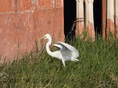 Great egret at Jalmahal, Jaipur