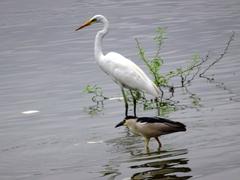 Indian Heron on Jalmahal Lake