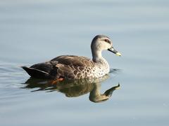 Indian spot-billed duck at Jalmahal, Jaipur