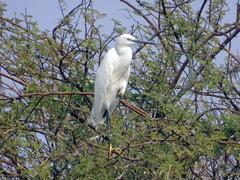 Migratory and resident birds at Jalmahal Lake in Jaipur