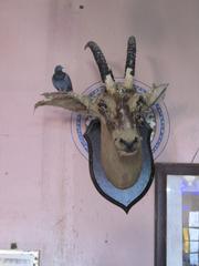 Prag Mahal in a state of disrepair with birds inside