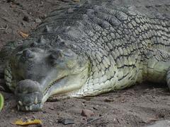 Gharial in Sayajibaug Zoo entrance