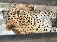 Leopard in a zoo cage