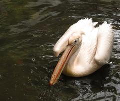 Pink pelican at Sayajibaug Zoo