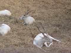 Antelope at Sayaji Baug Zoo