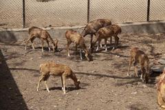 Zoo at Sayaji Baug in Vadodara