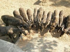 Baroda Zoo antelopes having lunch