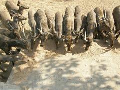 antelope family in Baroda Zoo enclosure