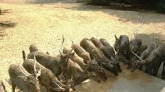 Family lunch at Baroda zoo with antelopes