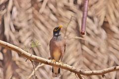 Common Myna looking up in Sayaji Baug Zoo