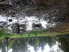 bird surrounded by water