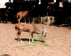 Chiral Spotted Deer at Sayajibaug Zoo