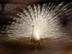 Dancing white peacock at Sayajibaug Zoo