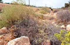 Habitat of Thorictus riyadhensis in Wadi Hanifah, Riyadh Province