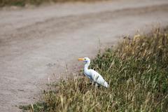 Cattle egret at Santa Ana National Wildlife Refuge