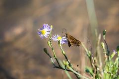 clouded skipper at Santa Ana National Wildlife Refuge