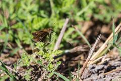 Clouded Skipper butterfly on a leaf