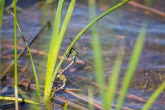 Common green darner dragonfly at Santa Ana National Wildlife Refuge