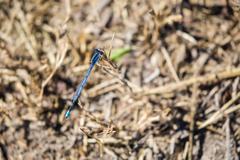 Familiar bluet damselfly at Santa Ana National Wildlife Refuge