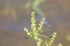 Familiar Bluet damselfly perched on a leaf at Santa Ana National Wildlife Refuge