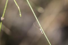 Four-spurred assassin bug at Santa Ana National Wildlife Refuge