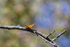 Goatweed Leafwing butterfly at Santa Ana National Wildlife Refuge