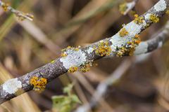 Golden-eye lichen at Santa Ana National Wildlife Refuge