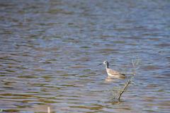 Greater Yellowlegs bird at Santa Ana National Wildlife Refuge