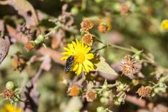 Acmaeodera haemorrhoa beetle perched on a leaf at Santa Ana National Wildlife Refuge