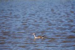 Greater Yellowlegs at Santa Ana National Wildlife Refuge