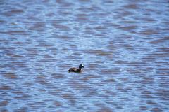 Least Grebe at Santa Ana National Wildlife Refuge