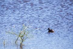 Least grebe at Santa Ana National Wildlife Refuge