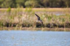 Lesser yellowlegs bird at Santa Ana National Wildlife Refuge