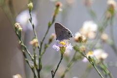 Mallow Scrub-Hairstreak butterfly on a plant