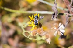 Megachile bee resting on a green leaf