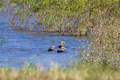 mottled duck in flight