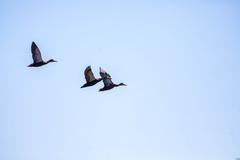 Mottled duck at Santa Ana National Wildlife Refuge